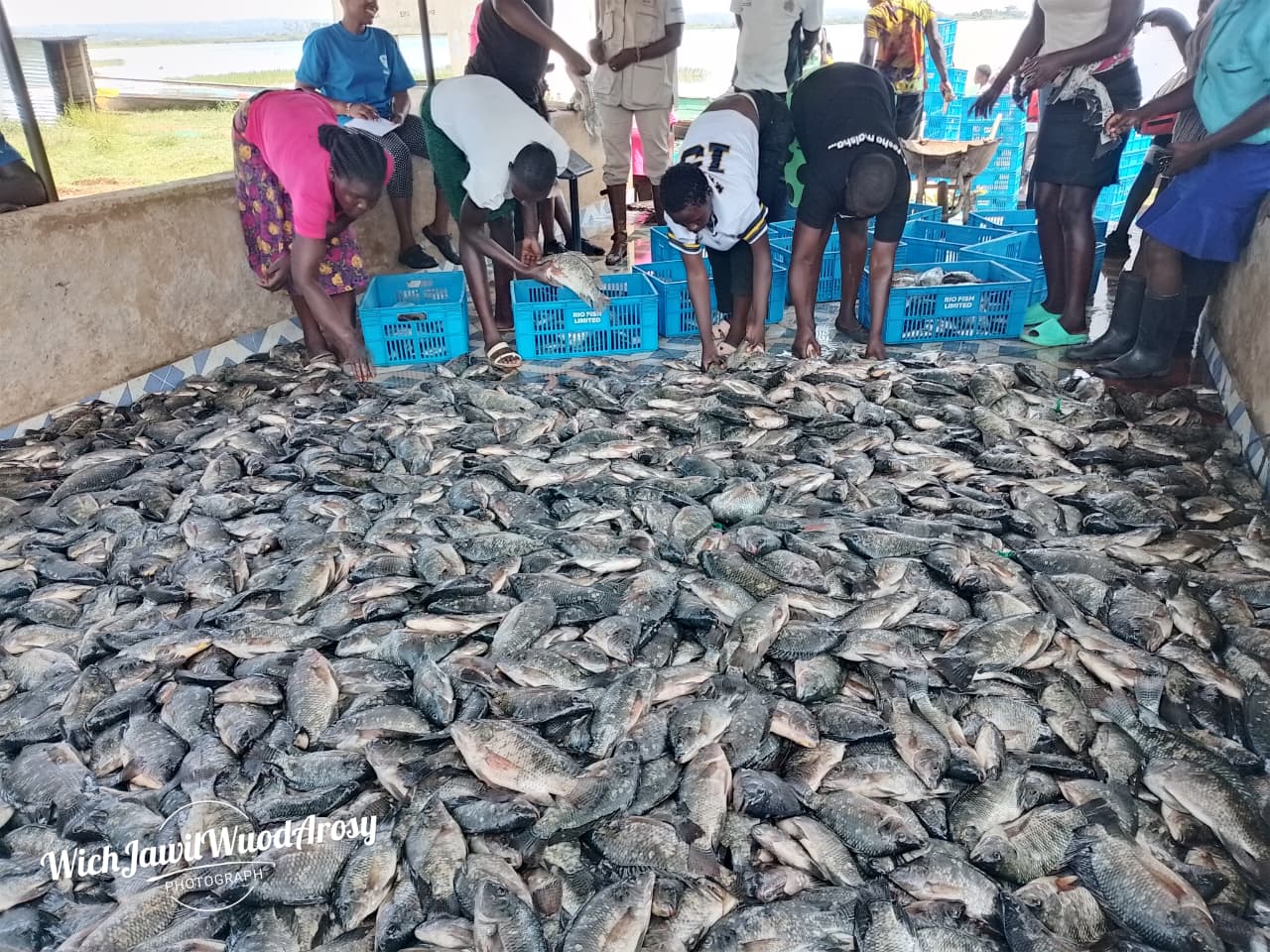 YISA - Youth in Sustainable Aquaculture